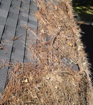 pine needles on a roof